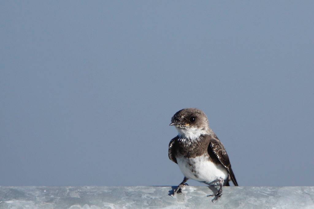 Bank Swallow (Riparia riparia) by Alan Vernon. is licensed under CC BY-NC-SA 2.0